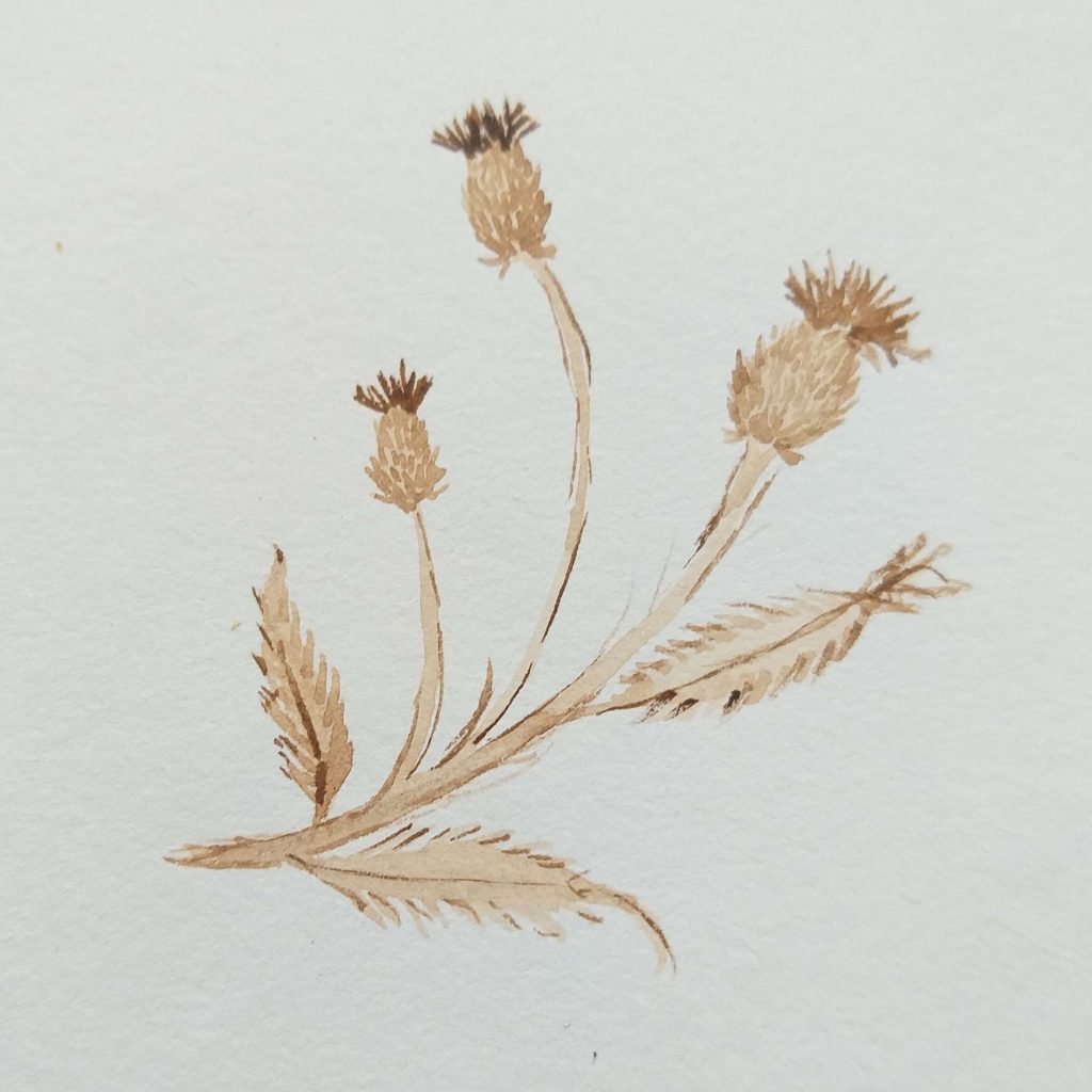 Aquarellgemälde einer Distelpflanze mit braunen Blüten und stacheligen Blättern vor weißem Hintergrund.